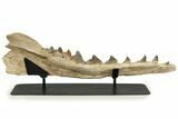 Fossil Primitive Whale (Pappocetus) Jaw - Morocco #227169-2